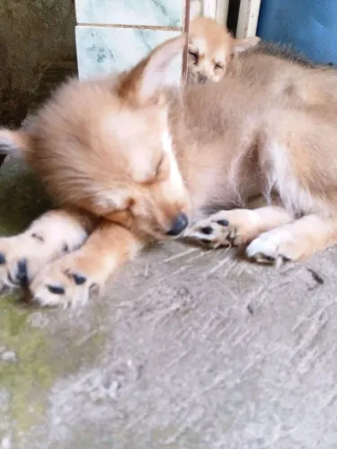 Fox Splitz alemão 