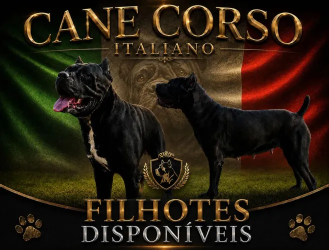 FILHOTES DE CANE CORSO