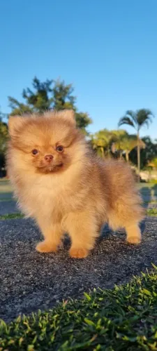 Spitz Alemão machinho