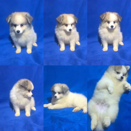 Filhotes Spitz Alemão. Oportunidade única