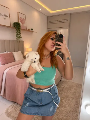 Filhote fêmea de Lulu da pomerania