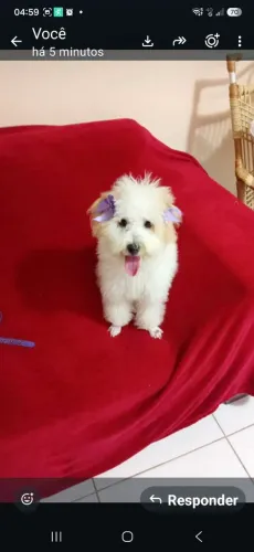 Poodle femea 7 meses