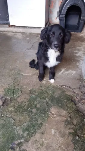 Doando cachorro urgente