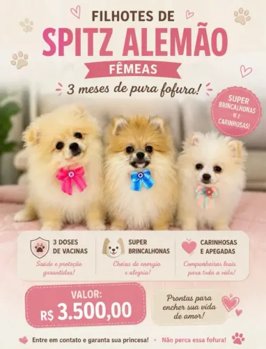 Spitz alemão fêmea 