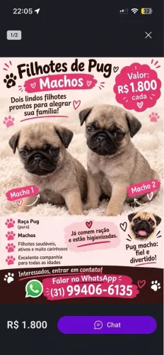 Filhotes de Pug Pura Raça Machos - Lindos e Saudáveis