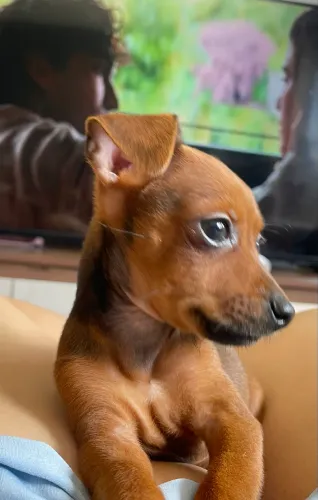 Pinscher
