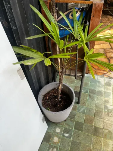 Planta Ráfia e shefrera
