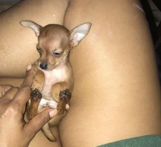 Pinscher Zerinho Fêmea