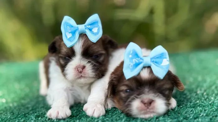 Filhotes de SHIH-TZU Maravilhosos a partir