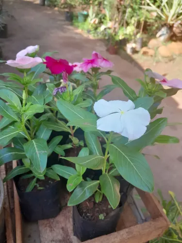 Plantas lindas pra alegrar nosso cantinho