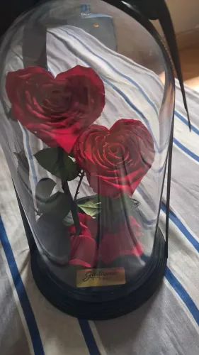 Rosa encantada 