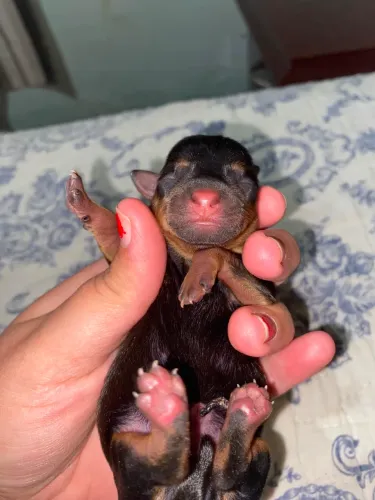 Filhotes de mini Pinscher para reserva