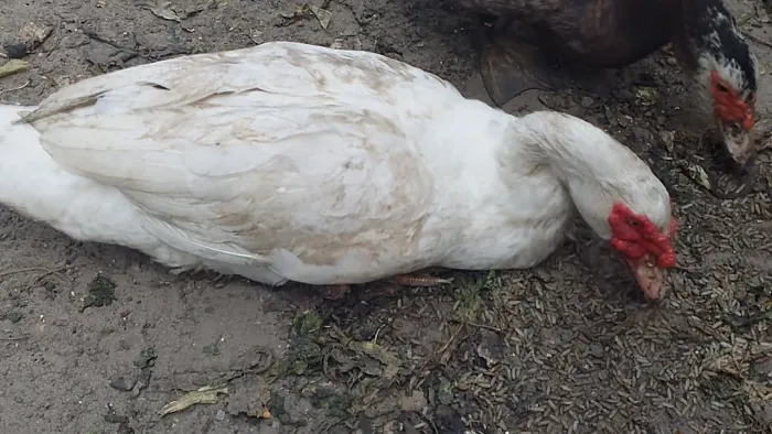 Vendo esse pato