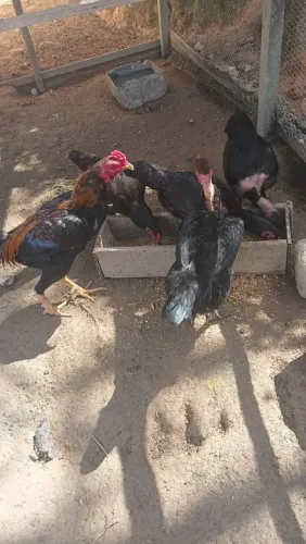 Galinhas e Galos aparti de 60reais