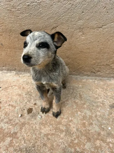 Fêmea blue heeler