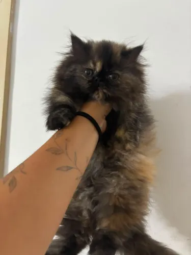Filhote fêmea de gato persa