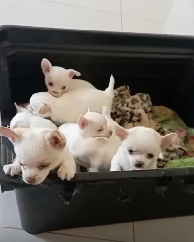 Chihuahua pequeno no tamanho e gigante no carinho 