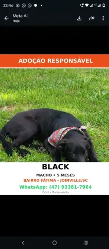 Black para doação 5 meses
