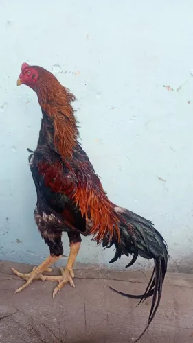 Galo top alta genética