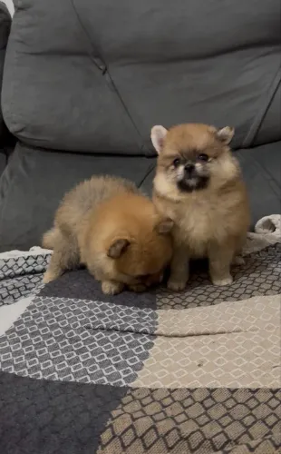Lulu da pomerania macho e fêmea puros