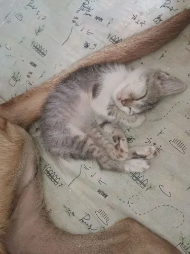 Gatinhos para doacao