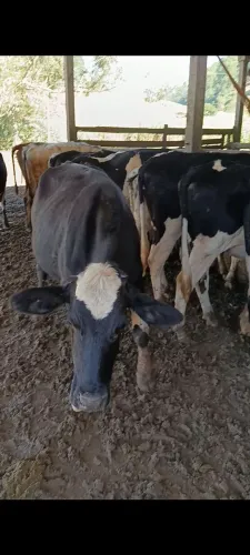 Bezerras e novilhas 