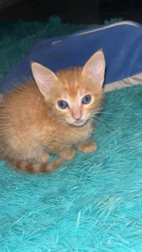 Doação gato