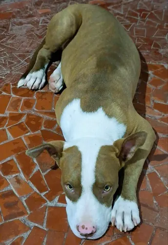 Pit bul macho 7 meses