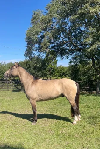 Cavalo Baio lobuno