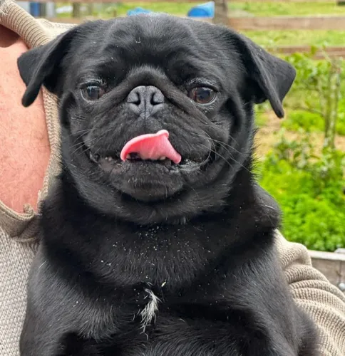 Pug c pedigree e registro
