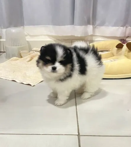 FILHOTES LULU DA POMERÂNIA. ACEITAMOS CARTÕES!