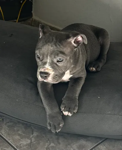 Filhotes de American bully