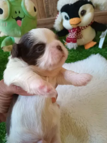 Cachorro Stzu