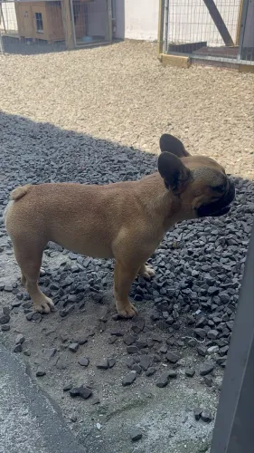 Buldogue Francês Fêmea 