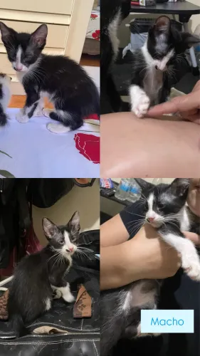 DOAÇÃO FILHOTE GATO