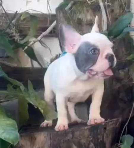 Filhotes de bulldog francês 
