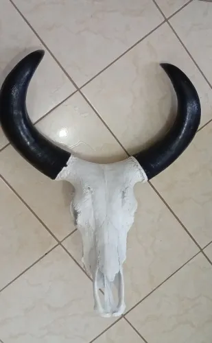 Crânio de boi customizado