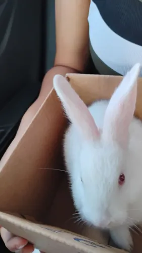 Vende-se linda coelhinha 3 meses raça nova Zelândia