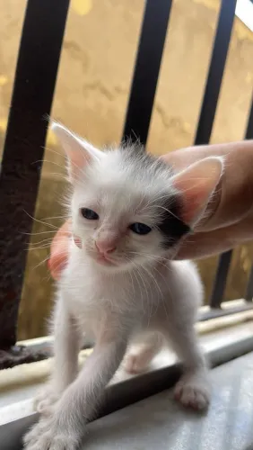 GATINHOS(A) PARA DOAÇÃO ?
