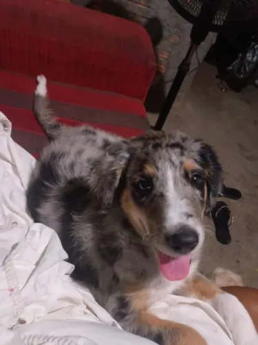 Doação de cachorro macho da raça Border Collie 