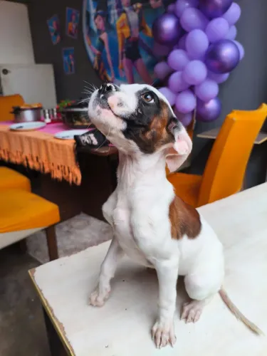 Filhote de raça boxer- pedigree