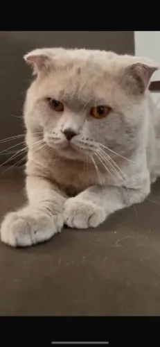 Gato Filhote Scottish Fold Macho Lilac Lindo!! para companhia ou reprodução!! 