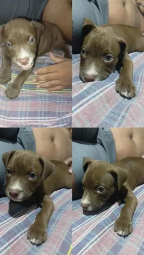 Filhote de American terrier