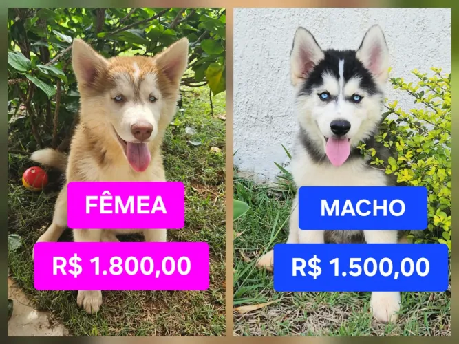 FILHOTES de HUSKY SIBERIANO Vacinados e com Pedigree!!! RESERVE JÁ seu/sua FILHOTE!