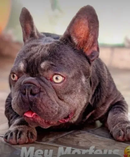 Buldogue francês machinho