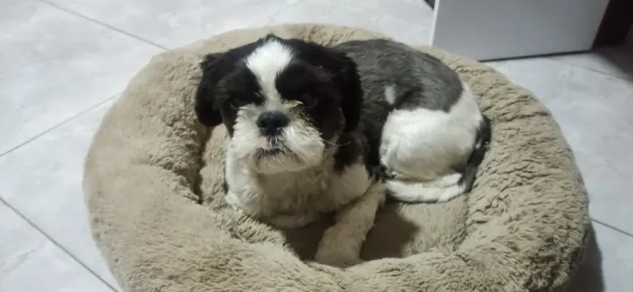Cachorro