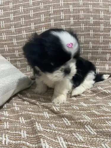 SHIH-TZU FÊMEA | 50 DIAS | 650g 