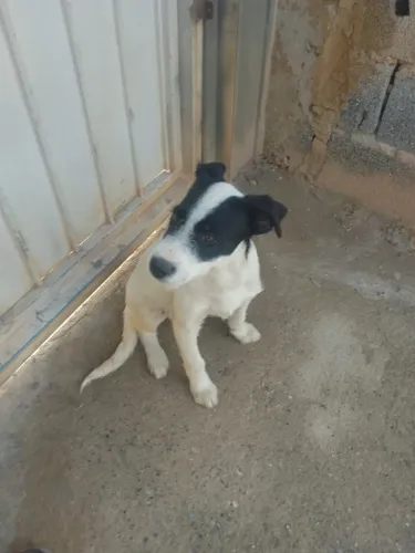 Cachorro filhote macho doação