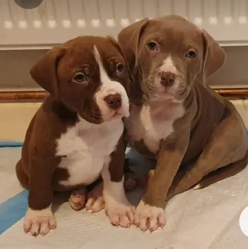 PITBULL FILHOTES APBT - ACEITO CARTÃO!