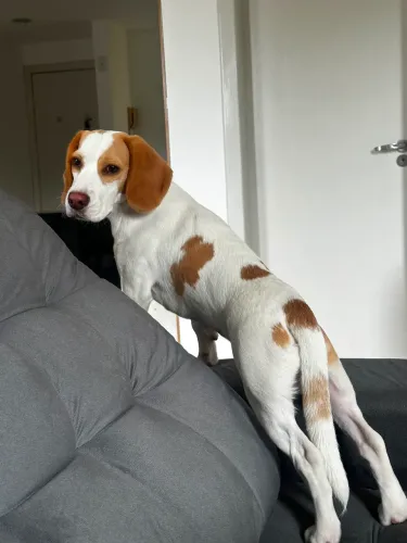 Beagle 09 meses